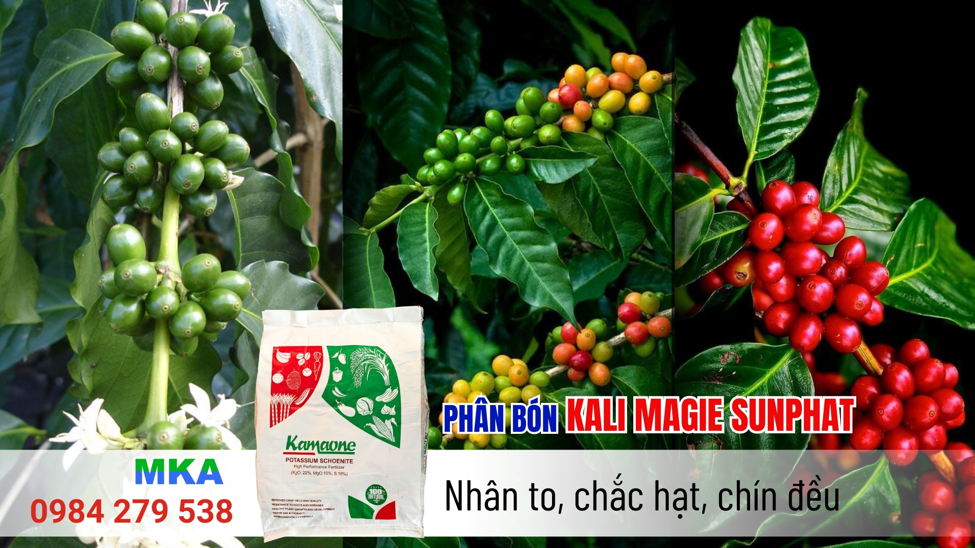 Phân Kali magie sunphat cho cà phê